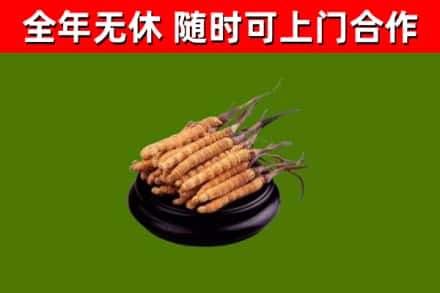 望奎县烟酒回收冬虫夏草.jpg